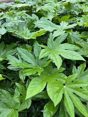 FATSIA japonica